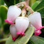 Arctostaphylos uva-ursi Flor