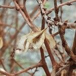 Reynoutria japonica Fruit