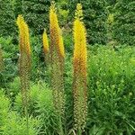 Eremurus stenophyllus Flower