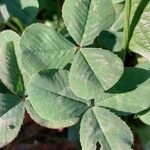 Trifolium repensList