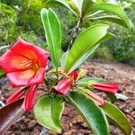 Thiollierea lenormandii Flor