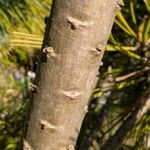 Pinus flexilis Bark