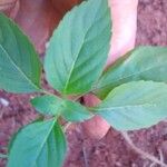 Ocimum campechianum Leaf