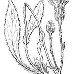 Hieracium juranum