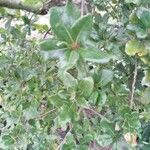 Quercus phillyreoides Yaprak