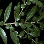 Azara lanceolata पत्ता