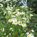 Erigeron strigosus Fula