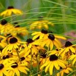 Rudbeckia fulgida Хабит