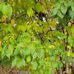 Celtis occidentalis Frunză