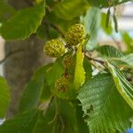 Alnus incana Fruit
