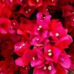 Bougainvillea glabra Çiçek