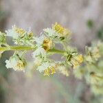 Reseda arabica Cvet