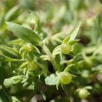 Lysimachia linum-stellatum Vaisius