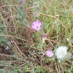 Clarkia purpurea Žiedas