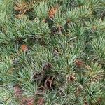 Pinus parviflora List