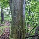 Fagus grandifolia Bark