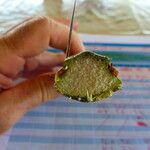 Acrocomia aculeata Hoja