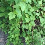 Physocarpus capitatus Leaf