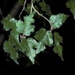 Morus celtidifolia Rinde