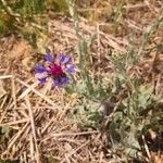 Cyanus semidecurrens Flower