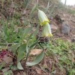 Fritillaria bithynica花