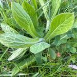 Erigeron pulchellus Leaf