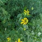 Rudbeckia laciniataBlüte