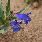 Penstemon speciosus Virág