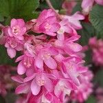 Ribes sanguineum Blodyn