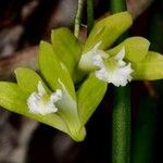 Dendrobium bowmanii Floare