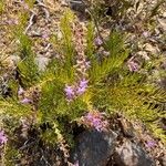 Campylanthus salsoloides Flor