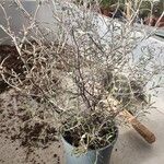 Corokia cotoneaster Folha