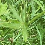 Ranunculus acris Leaf