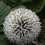 Echinops sphaerocephalus Flor