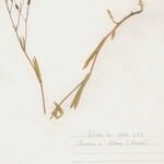 Vaccaria hispanica 形態
