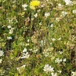 Centaurea orientalis आदत