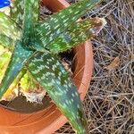 Aloe maculataFolio