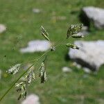 Poa alpina Flower