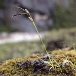 Carex haematostoma Celota