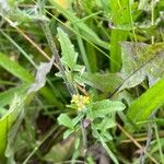 Sisymbrium officinale Folha