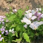 Orychophragmus violaceus Flor