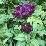 Gentiana pannonica Flower