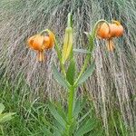 Lilium carniolicum Bloem