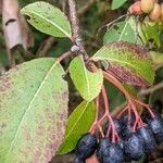 Viburnum rufidulum Φρούτο