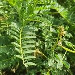 Astragalus atropilosulus Folha
