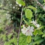 Prunus tomentosa Blatt