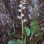 Pyrola rotundifolia عادت