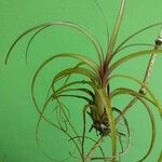 Tillandsia bulbosa Liść