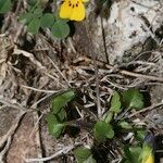 Viola demetria Habitat