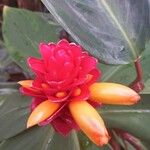 Costus curvibracteatus Flower